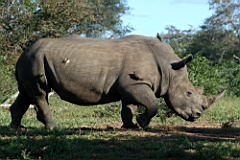 rhinos gomo gomo IMG_5257.JPG
